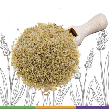 Little millet