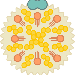 Little millet flakes, a nutritious food for lowering cholesterol.