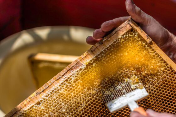 pure honey in india