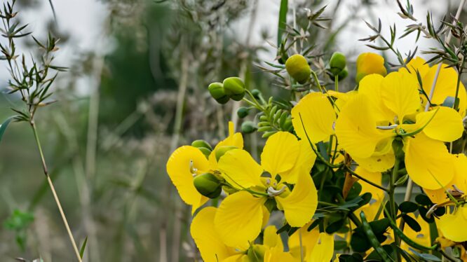 beauty benefits of avarampoo