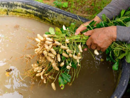 groundnut oil