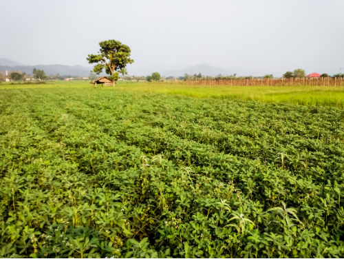 peanut oil from farm land