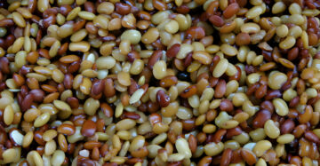 Soaked Kollu-Horse-Gram-Kulthi-Dal-Huruli-Ulavalu-Mudhira