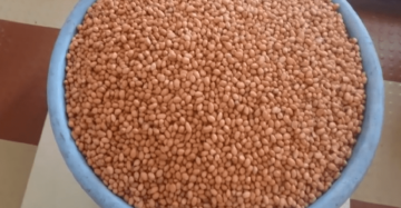 making of groundnut oil