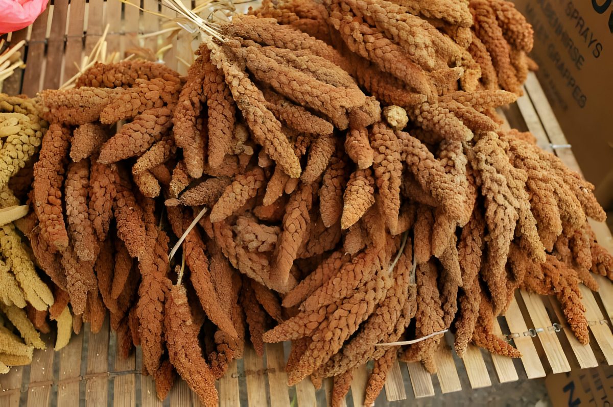 foxtail millet